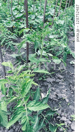 tomato sprouts in a garden 128752487