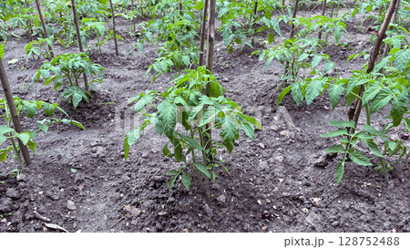 tomato sprouts in a garden 128752488