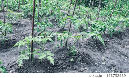 tomato sprouts in a garden 128752489