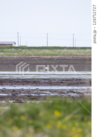 北海道野付半島の丹頂鶴 北海道野付半島の丹頂鶴 128752727