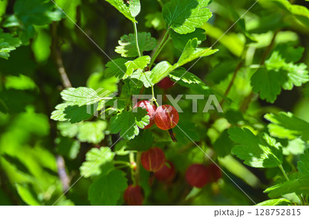 セイヨウスグリの赤い実 128752815