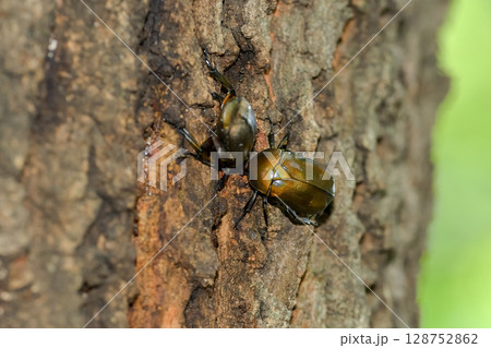 カナブン 128752862