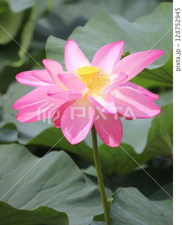 夏の朝に咲く満開の蓮の花 夏の朝に咲く満開の蓮の花 128752945