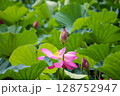 蓮の花の蕾にとまるトンボと満開の蓮の花 128752947