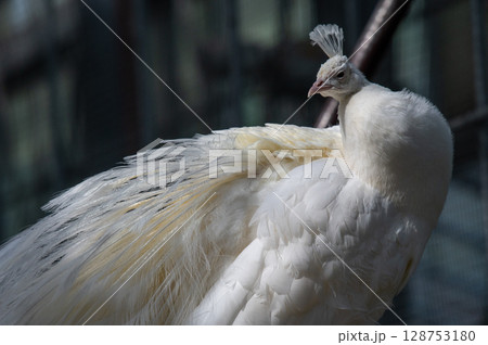 気品漂う白いクジャク 128753180