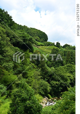 夏の和束の茶畑　京都 128753190