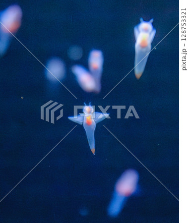 クリオネ 128753321