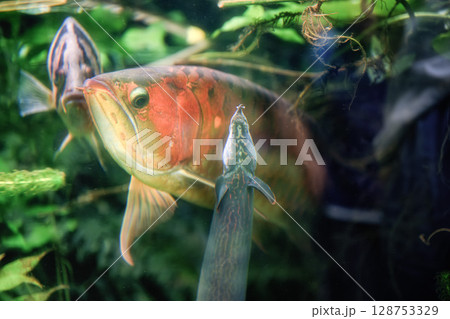 アロワナ 128753329