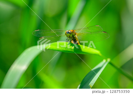 ハラビロトンボ 128753350