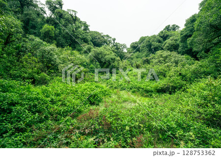 Landscape of tropical peat swamp forest. Natural carbon sink. Climate balance, biodiversity, and long-term sustainability. Wetland forest ecosystem filled with dense trees. Nature's carbon capture. Landscape of tropical peat swamp forest. Natural carbon sink. Climate balance, biodiversity, and long-term sustainability. Wetland forest ecosystem filled with dense trees. Nature's carbon capture. 128753362