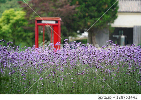 Field of Purple Verbena Flowers with a Building in the Background 128753443