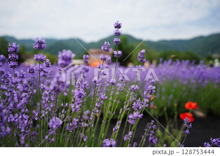 Field of Purple Verbena Flowers with a Building in the Background 128753444