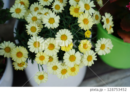 White Daisies in a White Pot A Cheerful Floral Display 128753452