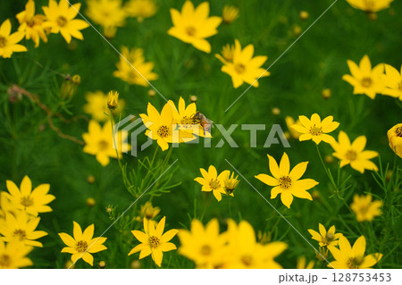 Field of Bright Yellow Coreopsis Flowers with a Bee - Beautiful Nature Background 128753453