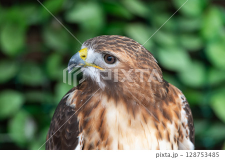 レッドテールホーク(アメリカ原産の猛禽類) レッドテールホーク(アメリカ原産の猛禽類) 128753485