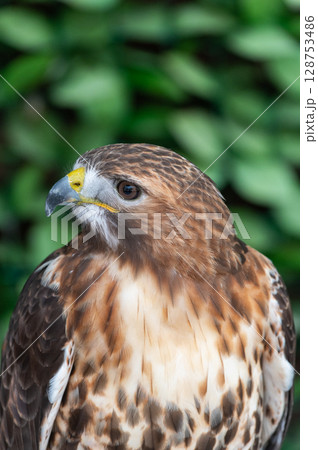 レッドテールホーク（アメリカ原産の猛禽類） 128753486
