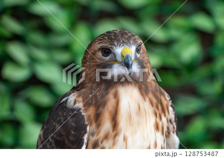 レッドテールホーク（アメリカ原産の猛禽類） 128753487