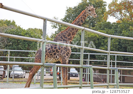 マサイキリン マサイキリン 128753527