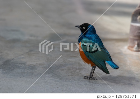 鮮やかな羽のツキノワテリムク 128753571