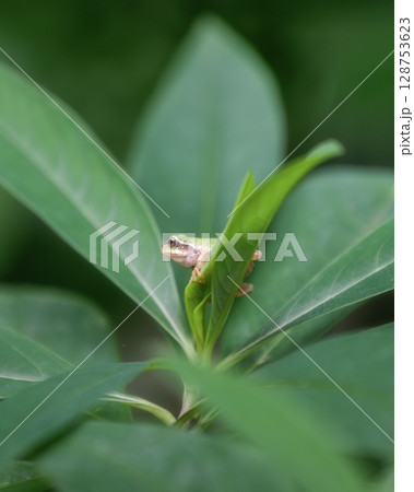 新緑の最勝寺 128753623