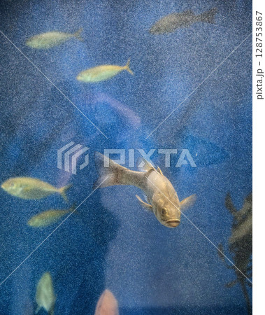 なかがわ水遊園 128753867