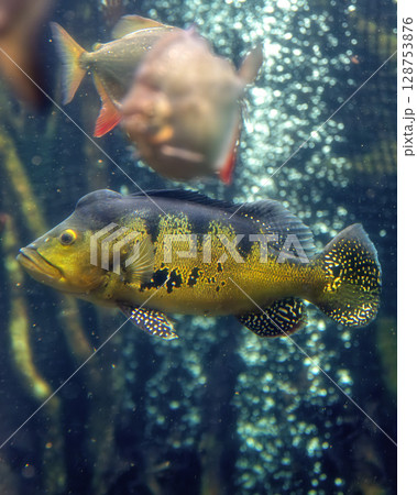 なかがわ水遊園 128753876