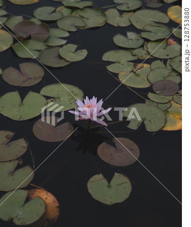 なかがわ水遊園 128753880