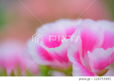 ゴデチア 128753991