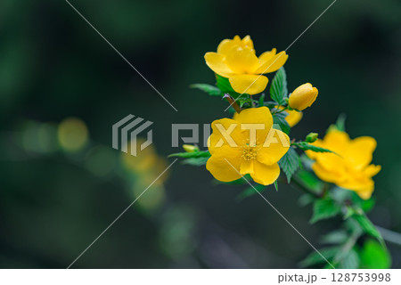 ヤマブキ 128753998