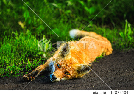 無防備な姿が可愛い野生のキタキツネ 無防備な姿が可愛い野生のキタキツネ 128754042