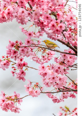 桜の花とメジロの春の訪れ 128754046