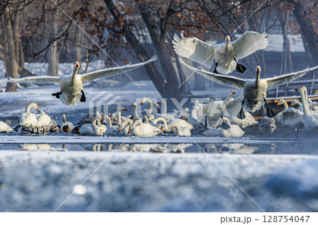 白鳥が飛び立つ冬の朝の美しい光景 白鳥が飛び立つ冬の朝の美しい光景 128754047