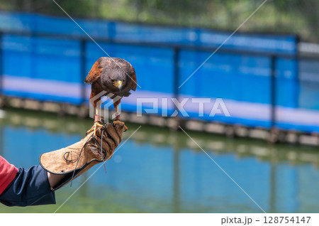 バードショー 128754147