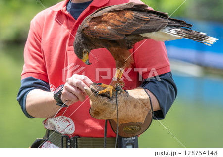 バードショー 128754148