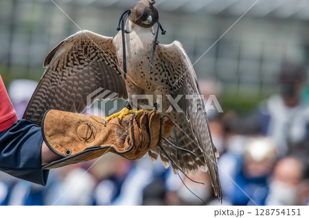 バードショー 128754151