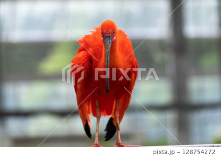 鮮やかな赤色が美しいショウジョウトキ 128754272
