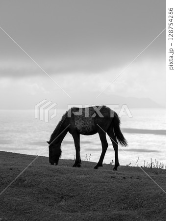 都井岬で草を食む馬のシルエットと海の風景 128754286
