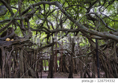 Thailand Nakhon Ratchasima 128754332