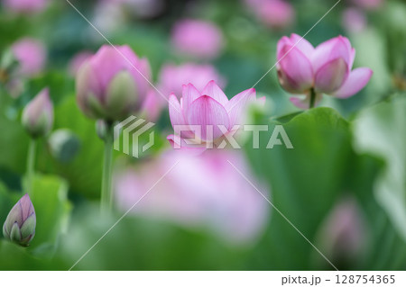 満開の蓮田 128754365