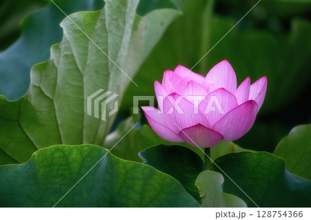 満開の蓮田 128754366