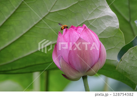 満開の蓮田 128754382