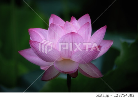 満開の蓮田 128754392