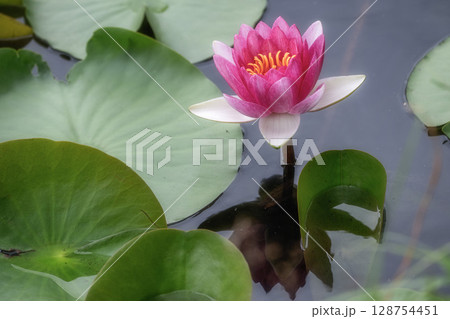 水連 水連 128754451