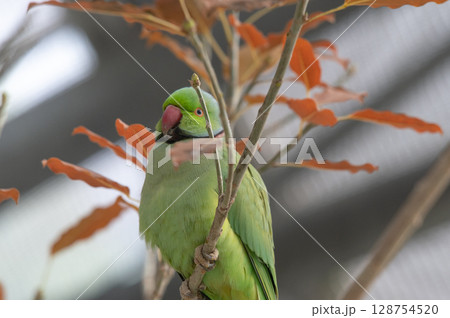 ワカケホンセイインコの鮮やかな姿 ワカケホンセイインコの鮮やかな姿 128754520