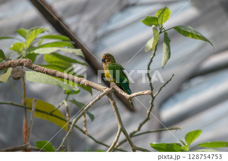 鮮やかな羽のナナイロメキシコインコ 128754753