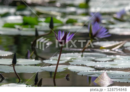 青いスイレンの花 青いスイレンの花 128754848