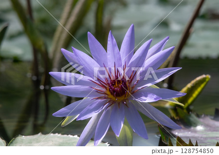 青いスイレンの花 青いスイレンの花 128754850