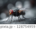 Housefly standing on a surface with red eyes and spread wings 128754959