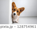 Cute corgi dog peeking out from behind a wall 128754961