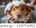 Wet nova scotia duck tolling retriever dog taking a bath with soap suds 128754962